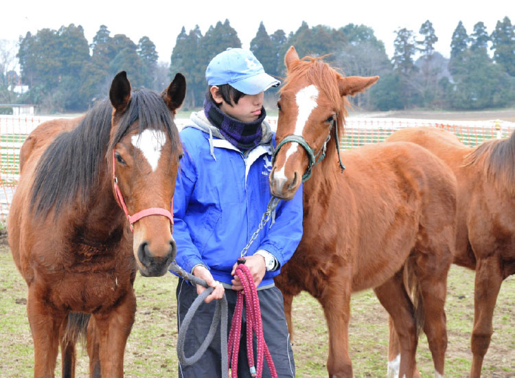 1歳の若馬から養老馬まで、多彩な馬たちと