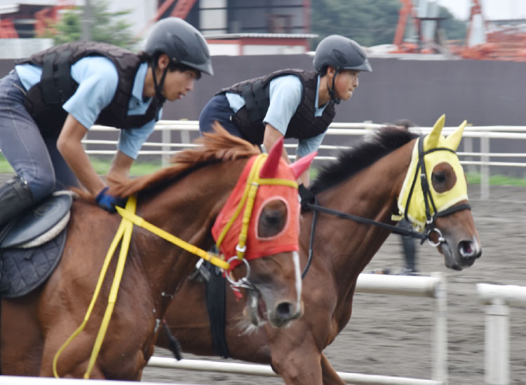 競走馬の騎乗運動管理を行う生徒